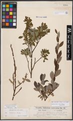 Salix bicolor Ehrh. ex Willd.